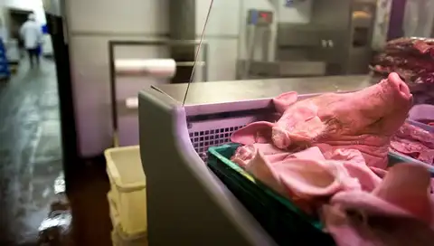 Asociācija: Cūkgaļas cena joprojām saglabājas kritiski zemā līmenī