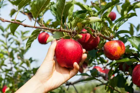 Nākamajās septiņās dienās prognozēta gaisa temperatūras paaugstināšanās virs +20 grādiem