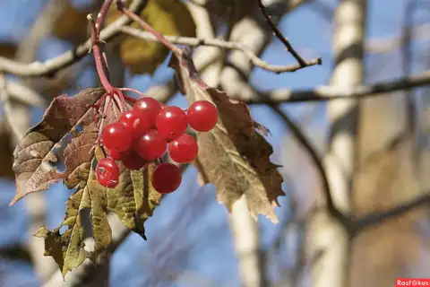 Tuvākajās diennaktīs gaisa temperatūra nedaudz pazemināsies