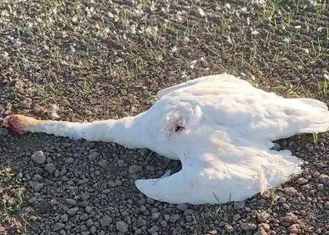 Tiesai nodod lietu pret diviem Uzbekistānas pilsoņiem par gulbja spīdzināšanu Carnikavā
