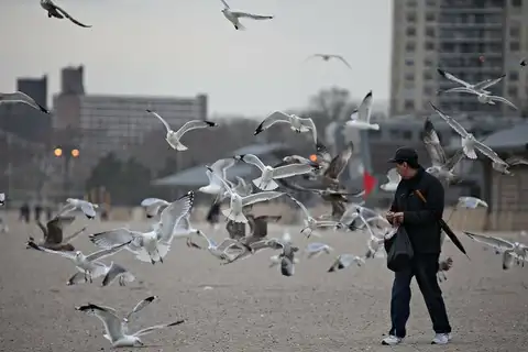 Заражаются и люди: птичий грипп приходит в города