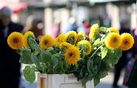 Otrdien Latvijā spīdēs saule, Ziemeļvidzemē vēl līņās
