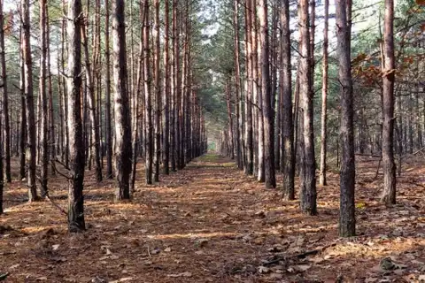 Lauksaimniecības zemes un meža iegādei varēs aizņemties pat 10 miljonus eiro