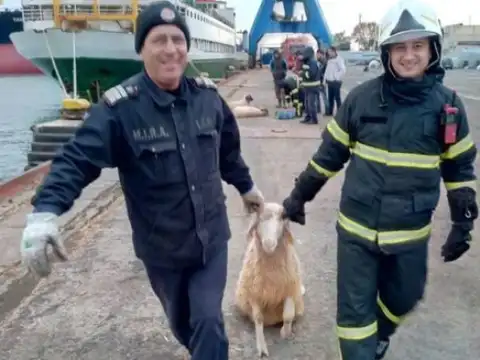 В Черном море перевернулось судно, перевозившее 14 тысяч овец