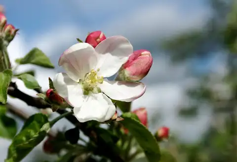 Стоит ли покупать саженцы в супермаркетах: личный опыт