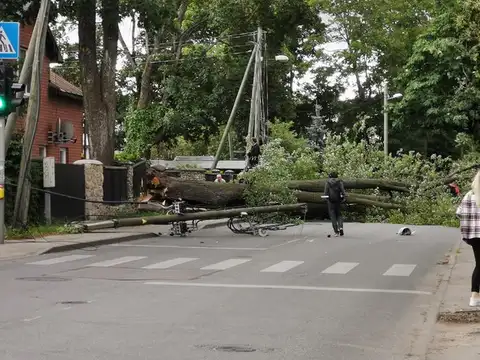 В Задвинье дерево упало на дорогу: движение блокировано (ФОТО)