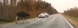 Жуткое ДТП под Саласпилсом: лось протаранил автомобиль (ВИДЕО 18+)
