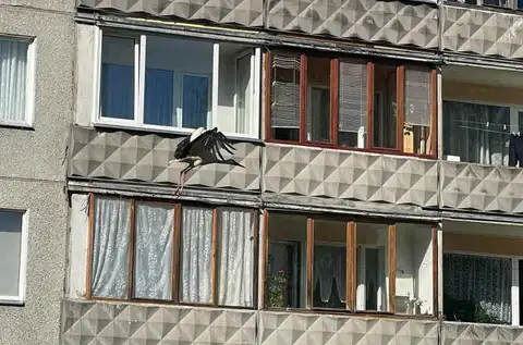 Детей принес? В Иманту прилетел аист (ФОТО)