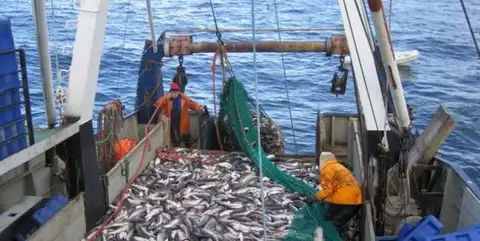 Салаки меньше на 90%: Балтийское море стремительно теплеет