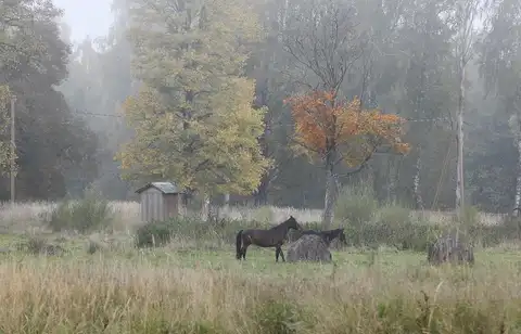 Pirmdien pūtīs lēns vējš un būtiski nokrišņi nav gaidāmi