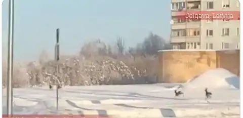 Косули скачут прямо возле жилого дома: редкое зрелище из Елгавы (ВИДЕО)