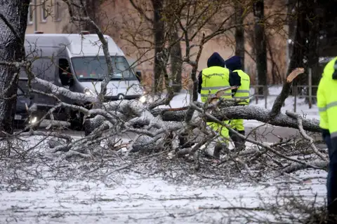 Uzkrītot vēja nolauztam zaram, Jūrmalā gājusi bojā sieviete