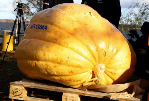 Latvijas lielākā ķirbja čempionātā uzvarējis Kuldīgas novadā izaudzētais 351 kilogramu smagais ķirbis