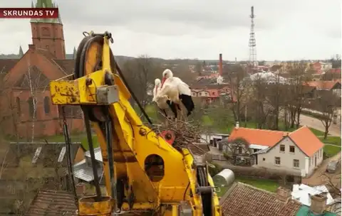 Аисты в Кулдиге стали гнездоваться прямо на буровой установке (ВИДЕО)