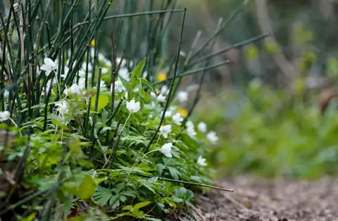 Nākamā nedēļa sāksies ar mākoņainu laiku