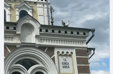 История с гнездом на церкви не закончилась: аисты не сдаются
