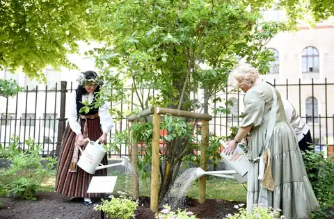 В Верманском парке высадили новый сорт рододендронов «Dziesmusvētki»