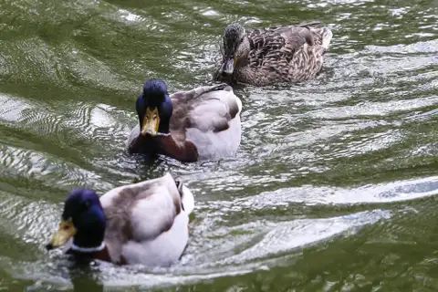Sāksies ūdensputnu medību sezona