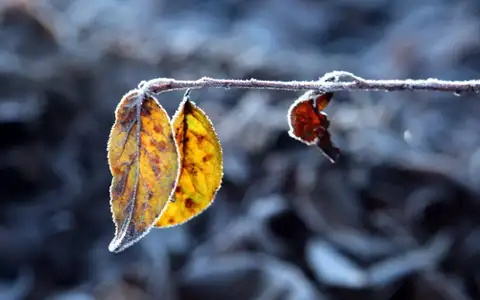 Антициклон над Латвией: морозно и солнечно