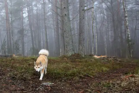 No pirmdienas gaidāms lietains laiks, varēs dzirdēt arī pērkona dārdus