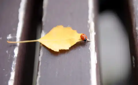 Rudens Latvijā bijis siltāks un sausāks nekā ierasts
