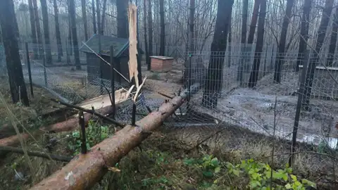 Снежная буря повалила деревья на вольеры приюта «Ķepu-ķepā»: нужна помощь!