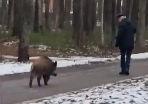 Осторожно! Дикий кабан пристает к рижанам на тропинках парка Анниньмуйжас (ВИДЕО)