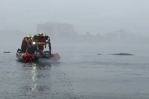 В Балтийское море заплыл кит: пришлось спасать