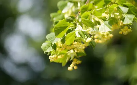 Pirmdien debesīs būs mainīgs mākoņu daudzums