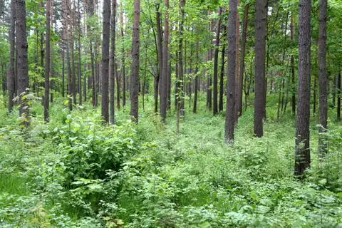 В лесах Латвии появились первые грибы и сразу… белые? ФОТО