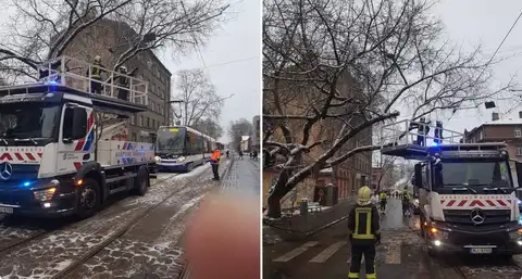 Упавшее дерево заблокировало движение трамваев в Риге