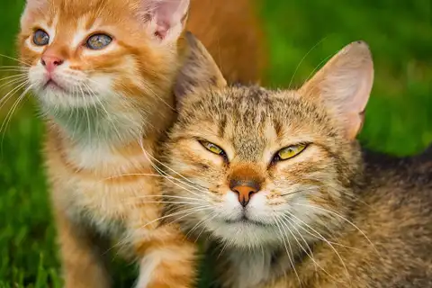 На мягких лапах: как котики в доме влияют на самочувствие человека? 