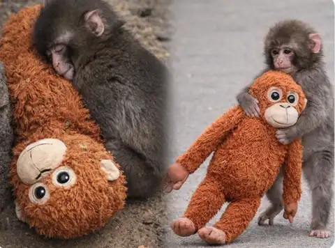 Малыш с игрушкой вместо мамы: история Панчa растрогала мир