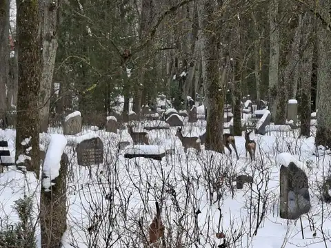 Застукали с поличным: воров цветов с кладбищ запечатлели на месте «преступления» (ФОТО)