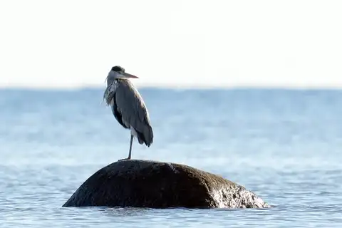 Морское побережье Латвии стало чище: результаты мониторинга