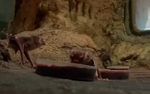 Ученые решили победить бешенство с помощью любви летучих мышей к чистоте