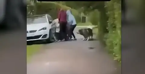 Собаки рвали девочку за ноги в разные стороны: очевидцы о нападении в Царникаве