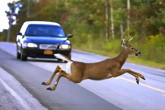 Жуткое ДТП: автоводитель насмерть сбил велосипедиста, пытаясь избежать столкновения с животным