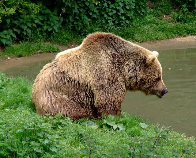 В национальном парке Слитере замечен медведь