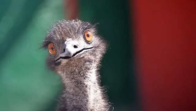 Опасный сосед? На ферме, где живут страусы эму, кто-то испортил воду; краевая дума грозит ликвидацией