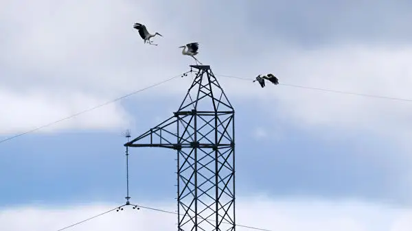 «Sadales tīkls» izsludinājis paaugstinātu operatīvo gatavību elektrotīkla bojājumu novēršanai vētras laikā
