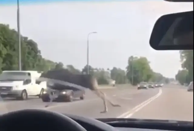 Водителей в Резекне перепугал выскочивший на дорогу лось. ВИДЕО