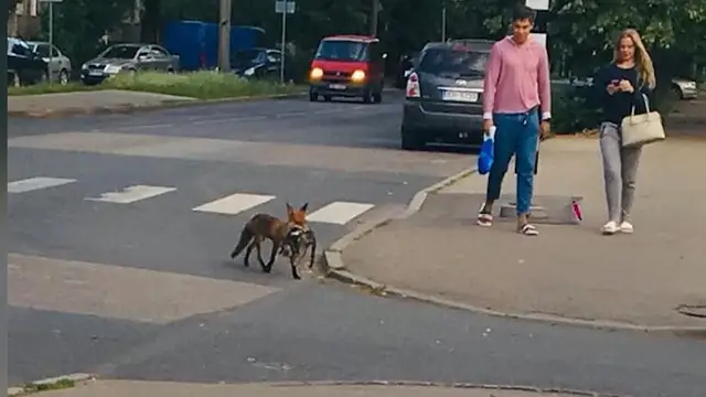 Как вести себя при встрече с диким животным в городе? Полезные телефоны