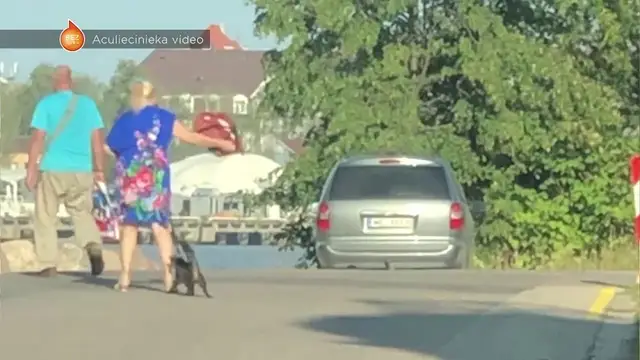 Ударила сумкой и подвесила на поводке: очевидцы засняли, как женщина мучила кошку
