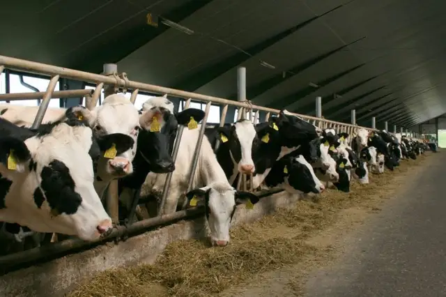 «Siguldas CMAS» apgrozījums deviņos mēnešos pieaudzis par 6,3%