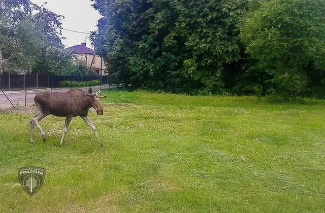 ВИДЕО: в Плявниеках лось бродит по дворам микрорайона