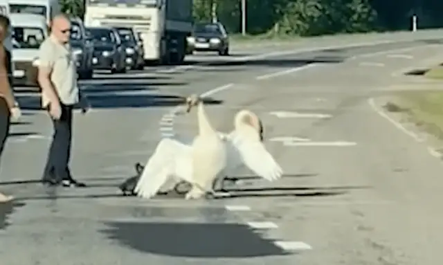 В Елгаве лебединая семейка парализовала движение