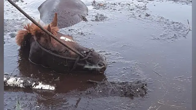 Успели в последний момент: под Саласпилсом спасатели извлекли из болота лошадь. ФОТО