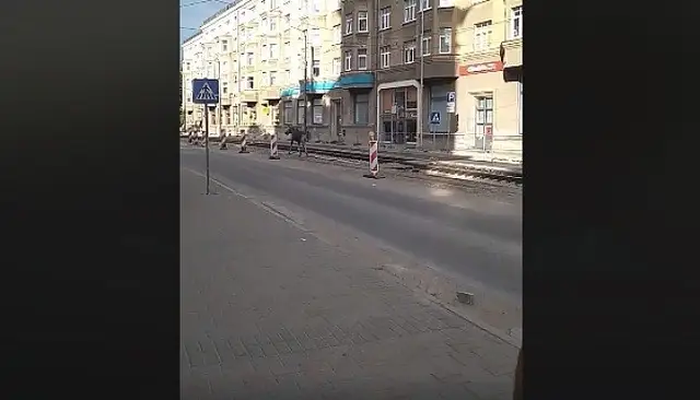 В центр Риги пришел лось: полиция не поймала (ВИДЕО)