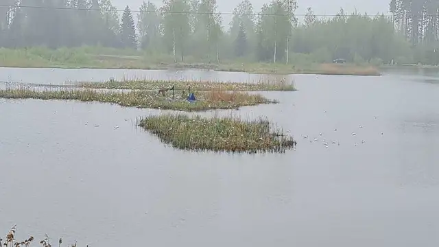 В Берзукрогсе уничтожили гнезда редкой птицы: ущерб на полтора миллиона евро